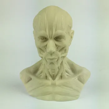 Žmogaus galvos raumenų modelis raižyti ferito dar gyvenime tapybos meno nuoroda galvos modelio krūtinė kaukolė modelio papuošalus Apželdinimas