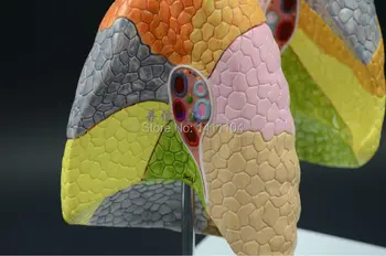 Nemokamas pristatymas ir Žmogaus anatomijos modelis, spalva plaučių funkciją srityje, Departamentas kvėpavimą, medicinos, organų modelis, plaučių modelis.