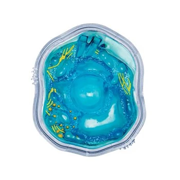 Gyvūnų ląstelių 4D MEISTRAS įspūdį surinkimo žaislas organų anatomijos modelis medicinos mokymo 