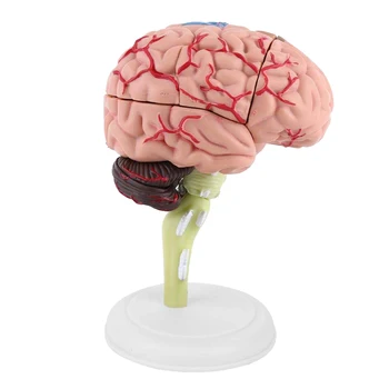 4D Smegenų Modelis Smegenų Modelis Struktūrinių Anatomijos Mokymosi Priemonė SP99