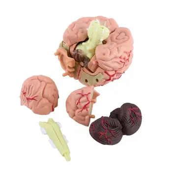 4D Smegenų Modelis Smegenų Modelis Struktūrinių Anatomijos Mokymosi Priemonė SP99