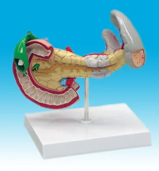 Sužalojimas Kasos blužnies drąsą dvylikapirštės žarnos modelis pažeidimų vidaus organų anatomijos modelis