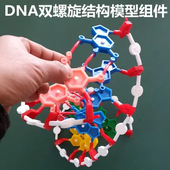 DNR dvigubos spiralės struktūros modelio komponentas standartinės konfigūracijos modelio komponentas nukleotidų nemokamas pristatymas