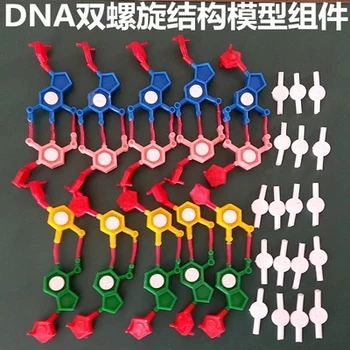 DNR dvigubos spiralės struktūros modelio komponentas standartinės konfigūracijos modelio komponentas nukleotidų nemokamas pristatymas
