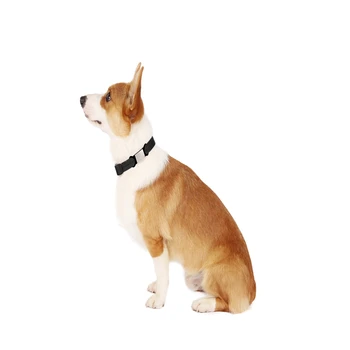Dadugo individualų šunų antkaklis Asmeninį šunų antkaklis individualų id dog tag apykaklės pet pritaikytą apykaklę dropshipping
