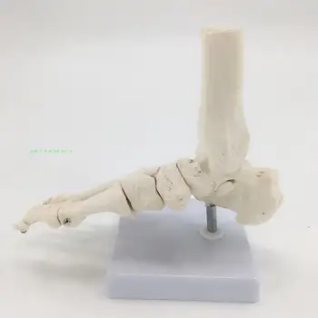 1:1 pėdos sąnario modelis pėdų struktūra skeleto modelis pėdos kaulų