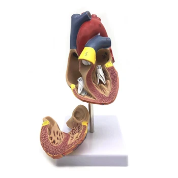 1: 1 Žmogaus Širdies Modelis, Anatomiškai Tiksliai Širdies Modelio Gyvenime Dydžio Žmogaus Skeleto Anatomijos Mokslo Klasėje Tyrimo Ekranas T